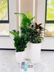 慈溪写字楼办公室公共区域走道绿植租摆高中低搭配