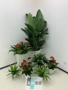 慈溪办公室花卉绿植租摆简约组合